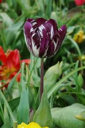 Tulip